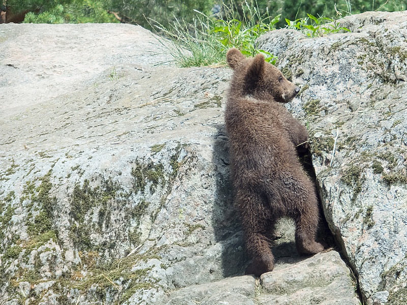 2017 07 07 KolmordenZOO 156e
