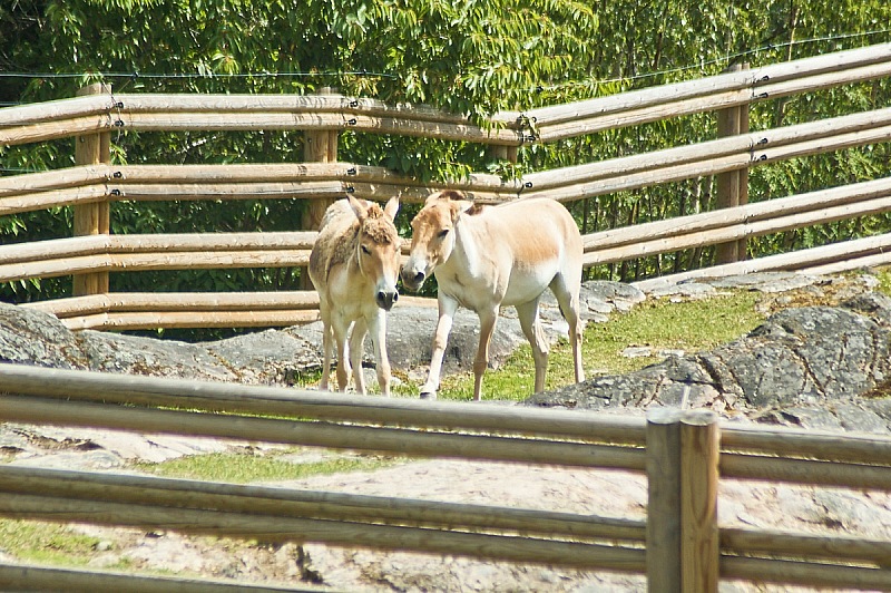 2017 07 07 KolmordenZOO 189