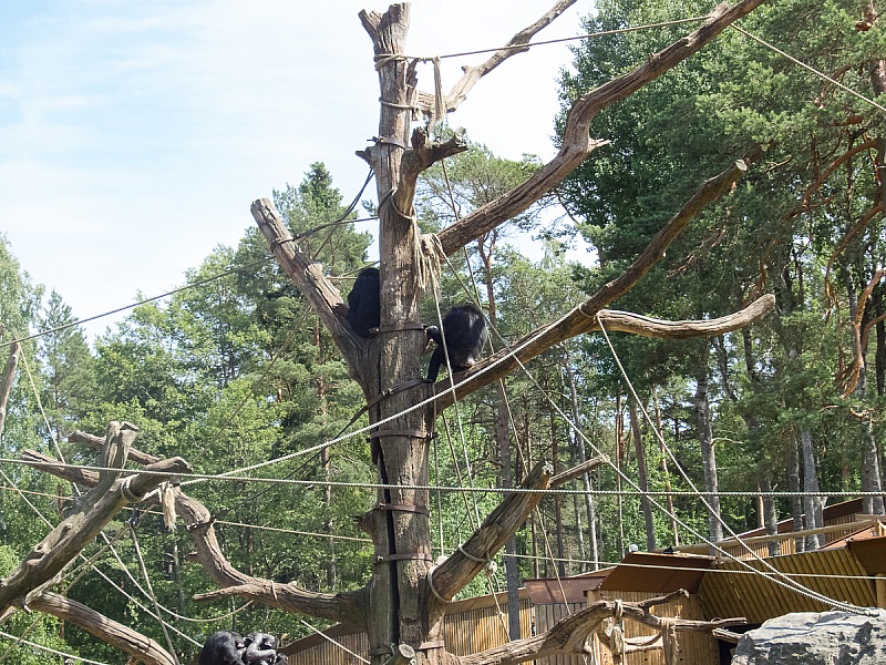 2017 07 07 KolmordenZOO 544e