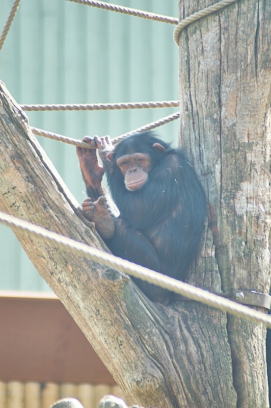 2017 07 07 KolmordenZOO 560