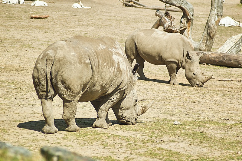 2017 07 07 KolmordenZOO 565