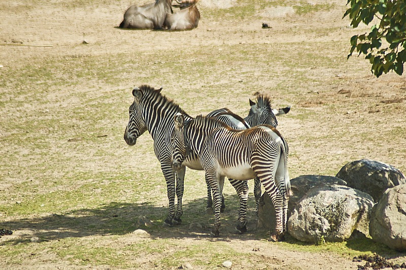 2017 07 07 KolmordenZOO 600