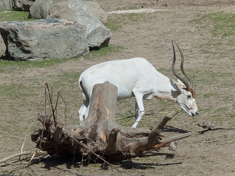 2017 07 07 KolmordenZOO 609e