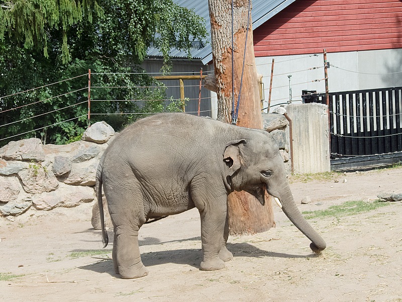 2017 07 07 KolmordenZOO 635e