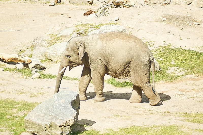 2017 07 07 KolmordenZOO 647