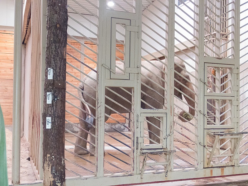 2017 07 07 KolmordenZOO 711e