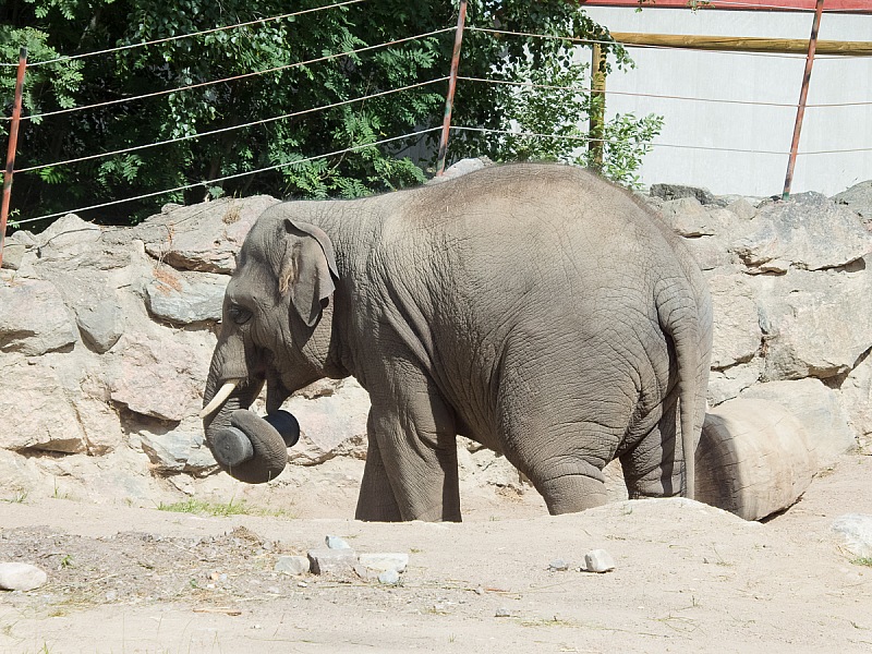 2017 07 07 KolmordenZOO 715e