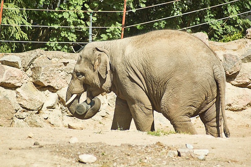2017 07 07 KolmordenZOO 718