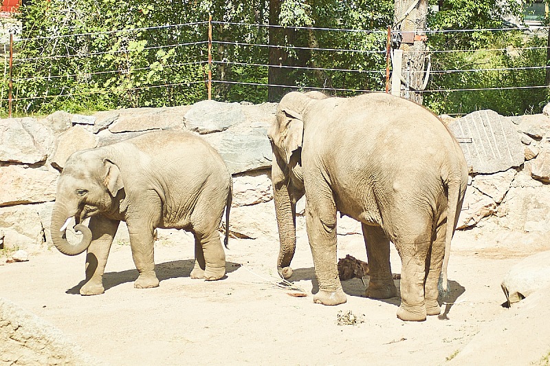 2017 07 07 KolmordenZOO 724