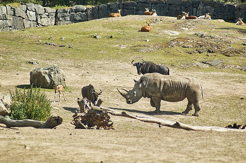 2017 07 07 KolmordenZOO 738