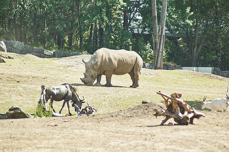 2017 07 07 KolmordenZOO 743