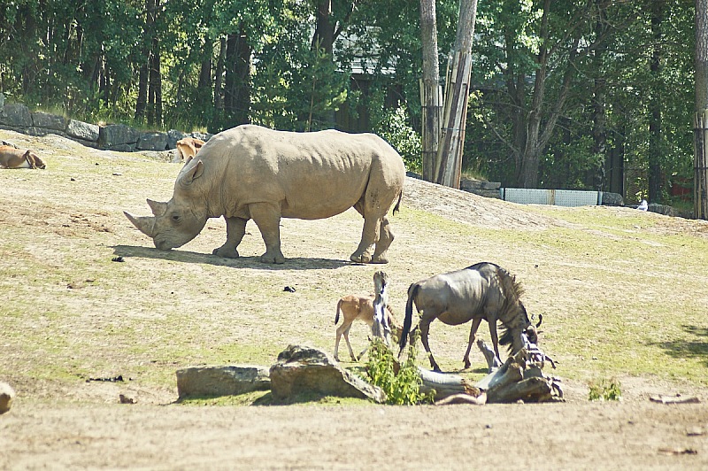 2017 07 07 KolmordenZOO 744