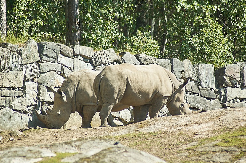 2017 07 07 KolmordenZOO 758