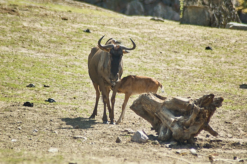 2017 07 07 KolmordenZOO 767