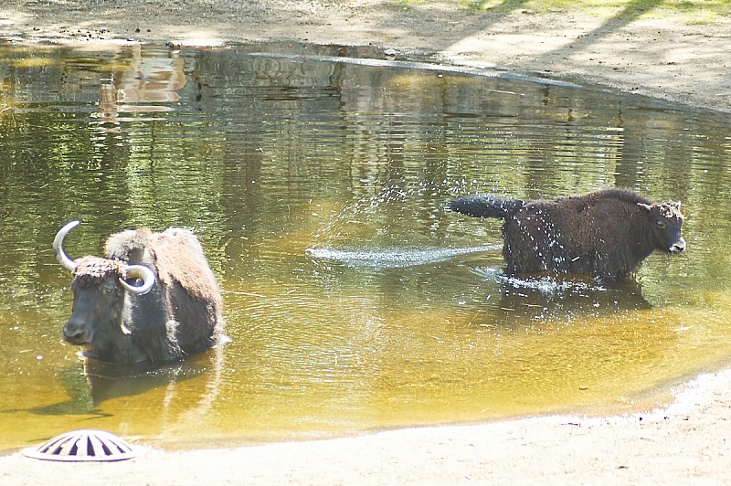 2017 07 07 KolmordenZOO 797