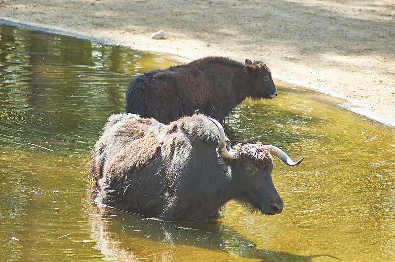 2017 07 07 KolmordenZOO 803
