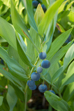 2012 08 07 Linz Botanischer Garten 106