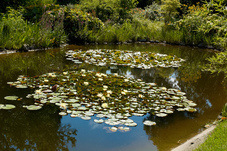 2012 08 07 Linz Botanischer Garten 476