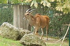 2014 08 01 Wien Tiergarten0159