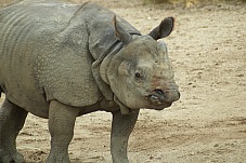 2014 08 01 Wien Tiergarten0418