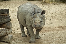 2014 08 01 Wien Tiergarten0419