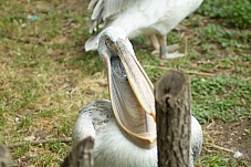 2014 08 01 Wien Tiergarten0643