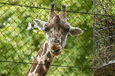 2014 08 01 Wien Tiergarten0865