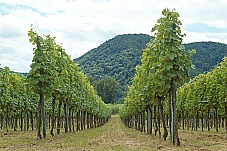 2016 07 04 Durnstein 249