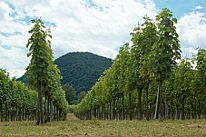 2016 07 04 Durnstein 253