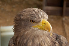 2011 07 29 Plzen ZOO 233