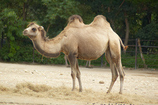 2012 08 12 Praha ZOO 0072