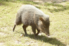 2012 08 12 Praha ZOO 0138