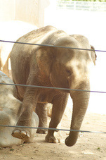 2012 08 12 Praha ZOO 0184