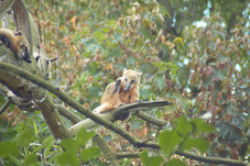 2012 08 12 Praha ZOO 0264