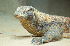 2012 08 12 Praha ZOO 0569