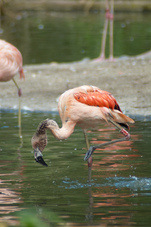 2012 08 12 Praha ZOO 0779