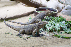 2012 08 12 Praha ZOO 0924