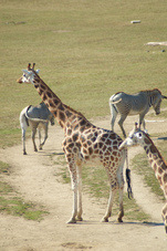 2012 08 12 Praha ZOO 1049