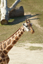 2012 08 12 Praha ZOO 1062