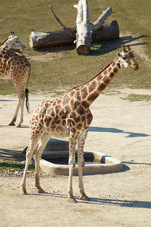 2012 08 12 Praha ZOO 1064