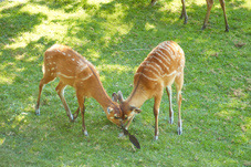 2012 08 12 Praha ZOO 1117