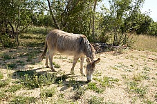 2014 08 09 Imotski 330