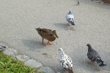 2012 08 10 Vilshofen an der Donau 253