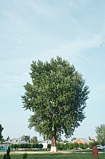 2019 06 08 Kolomna 107