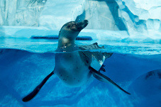 2012 03 09 Oceanarium 020