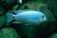 2012 03 09 Oceanarium 050