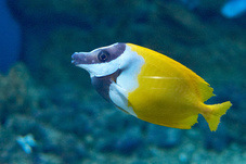 2012 03 09 Oceanarium 098