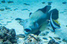 2012 03 09 Oceanarium 229