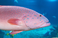 2012 03 09 Oceanarium 247