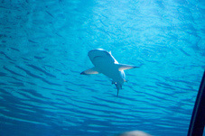 2012 03 09 Oceanarium 256